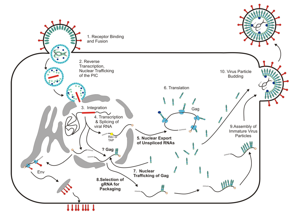 Viruses 05 02767 g001 1024