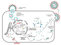 Viruses 05 02767 g001 200