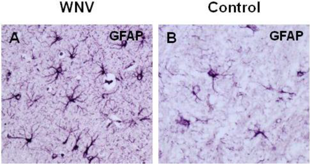 Viruses 05 02856 g004 1024