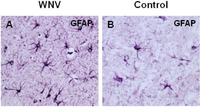 Viruses 05 02856 g004 200