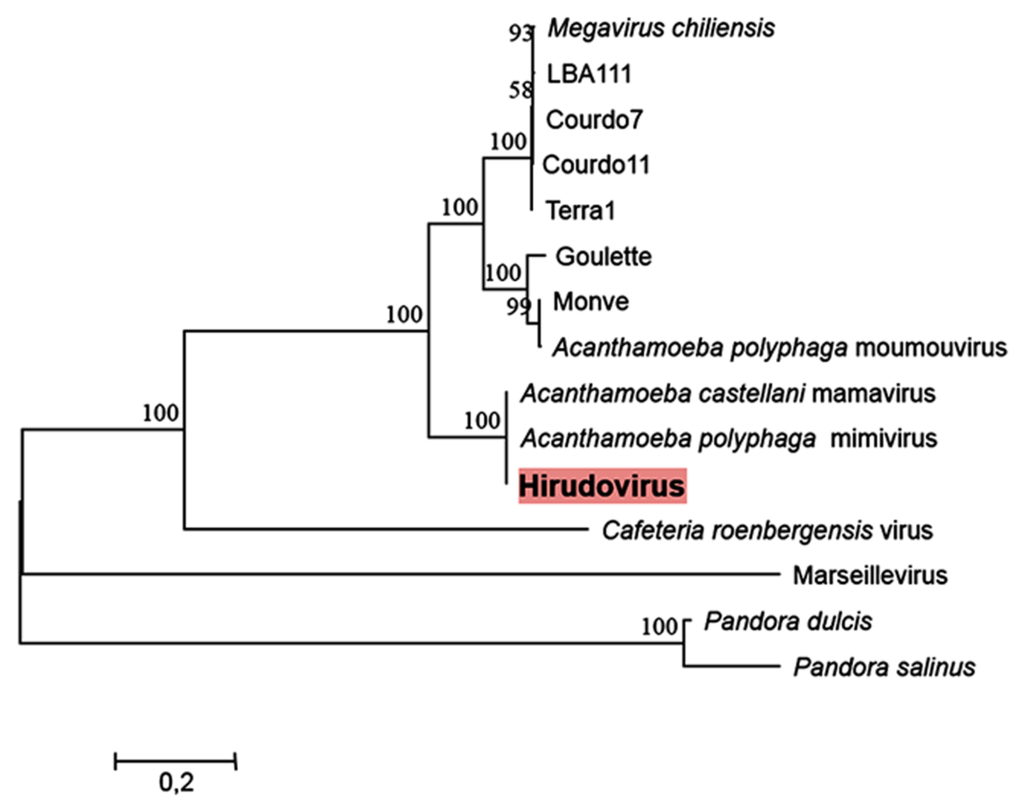 Viruses 05 02920 g005 1024