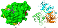 Viruses 05 02977 g001 200