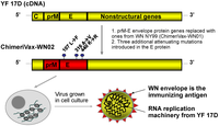 Viruses 05 03048 g001 200