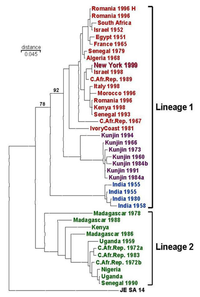 Viruses 05 03088 g003 200