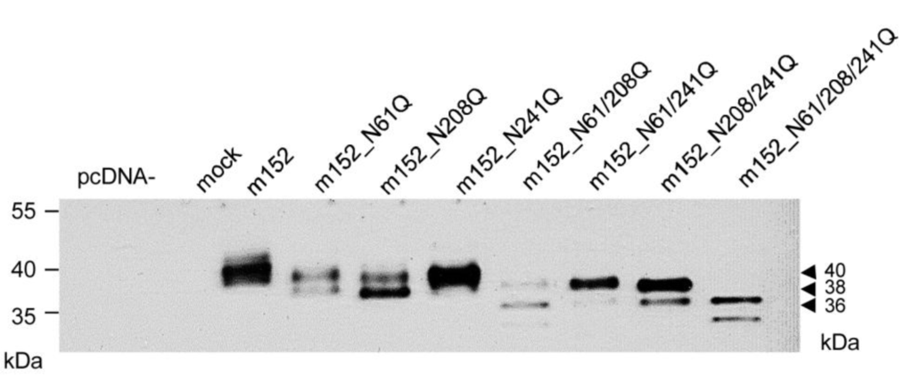 Viruses 05 03171 g003 1024