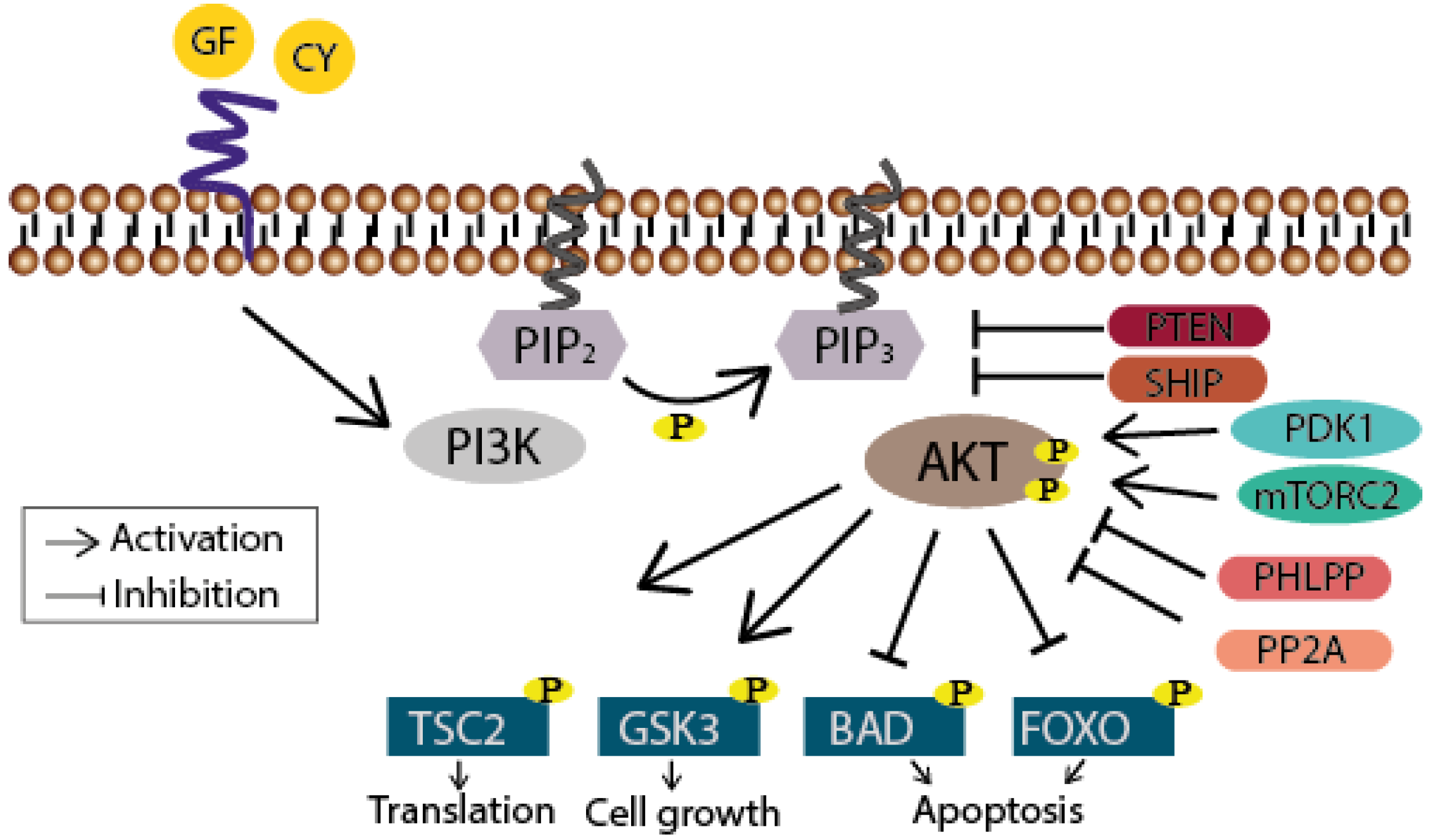 Kinase Review Nature Kinase Review Nature