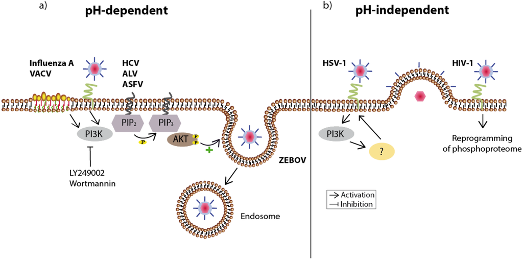 Viruses 05 03192 g002 1024