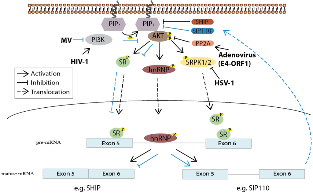 Viruses 05 03192 g003 1024