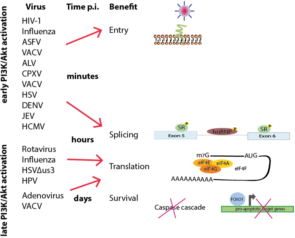 Viruses 05 03192 g006 1024