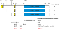 Viruses 05 03213 g001 200