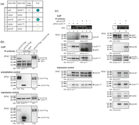 Viruses 05 03213 g002 200