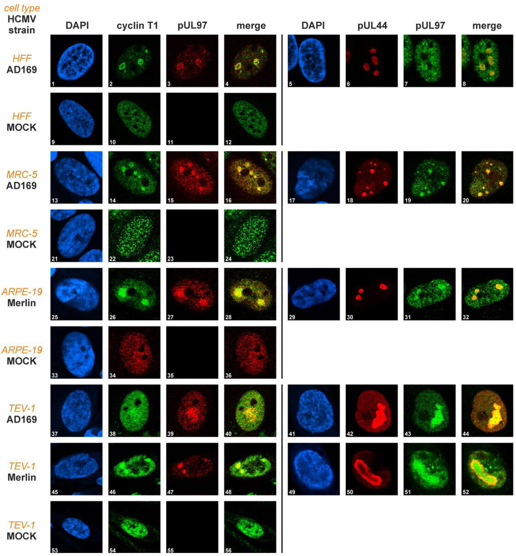 Viruses 05 03213 g003 1024