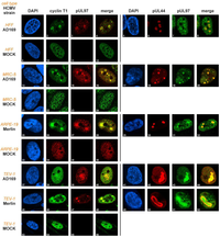 Viruses 05 03213 g003 200