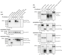 Viruses 05 03213 g005 200