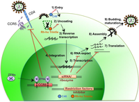 Viruses 06 00001 g001 200