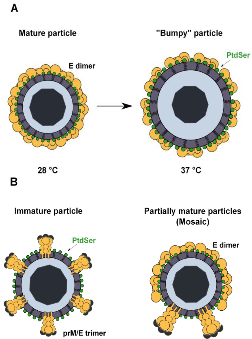 Viruses 06 00069 g004 1024