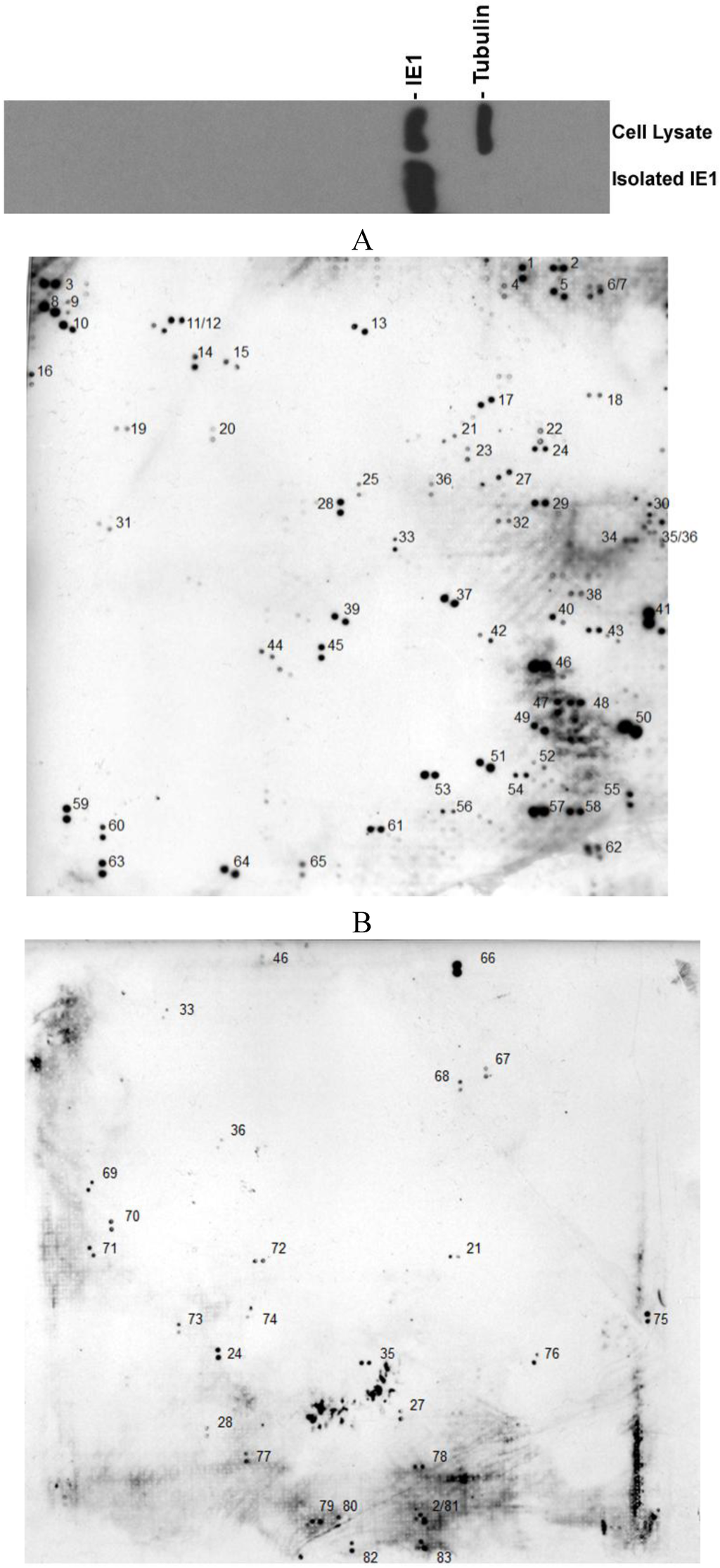 Viruses 06 00089 g001 1024