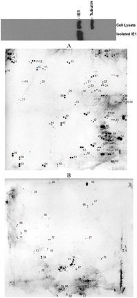 Viruses 06 00089 g001 200