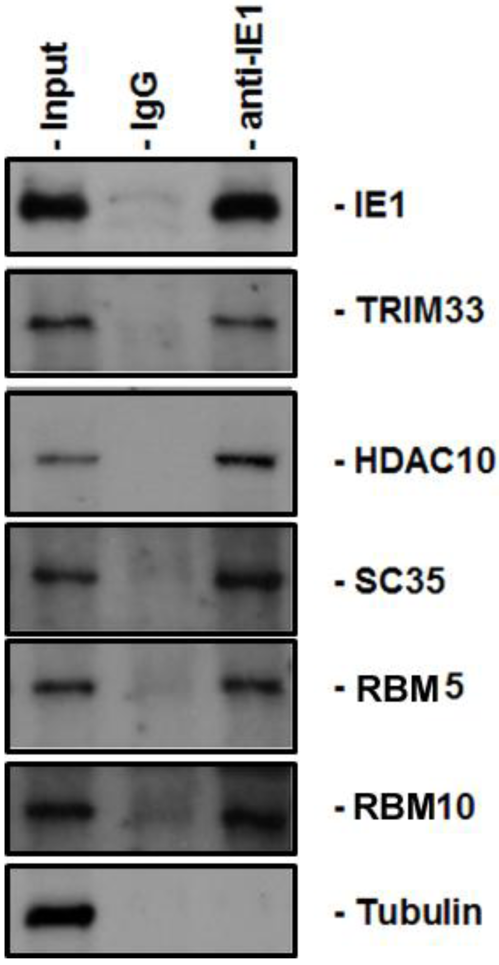 Viruses 06 00089 g002 1024