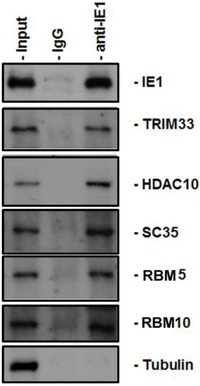 Viruses 06 00089 g002 200