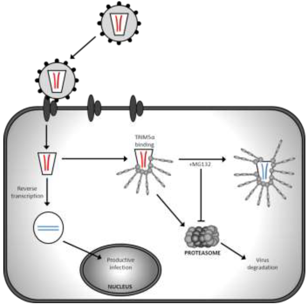 Viruses 06 00243 g002 1024