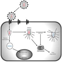 Viruses 06 00243 g002 200