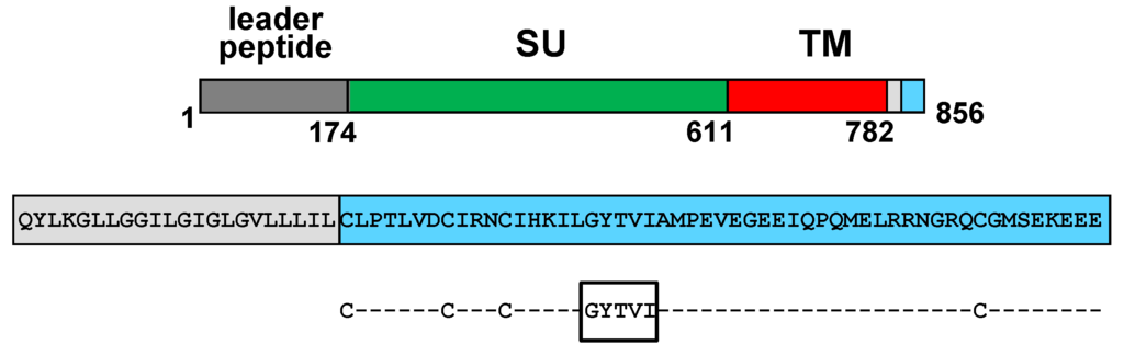 Viruses 06 00264 g004 1024