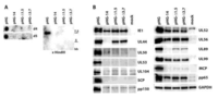Viruses 06 00354 g003 200