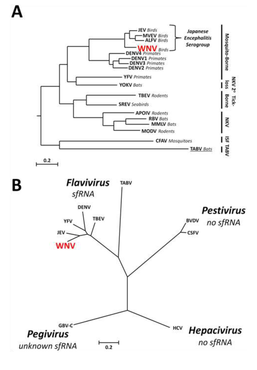 Viruses 06 00404 g001 1024