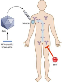 Viruses 06 00428 g001 200