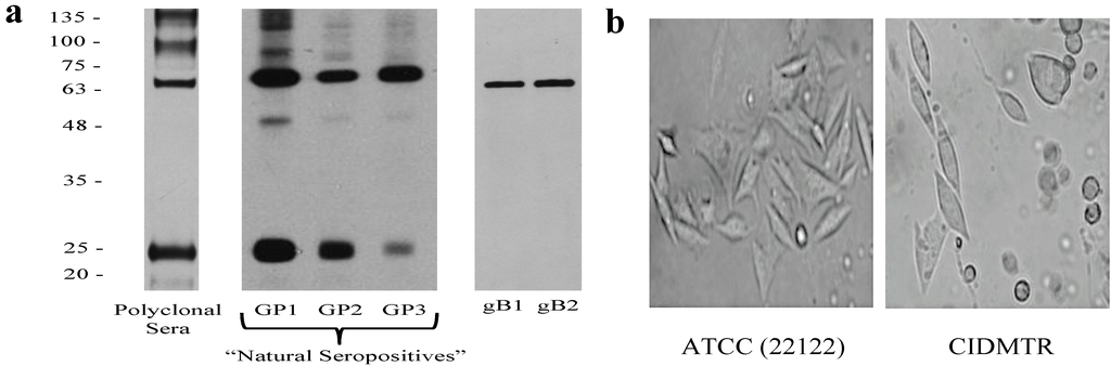 Viruses 06 00448 g001 1024