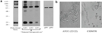 Viruses 06 00448 g001 200
