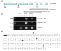 Viruses 06 00448 g004 200