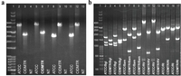 Viruses 06 00448 g006 200