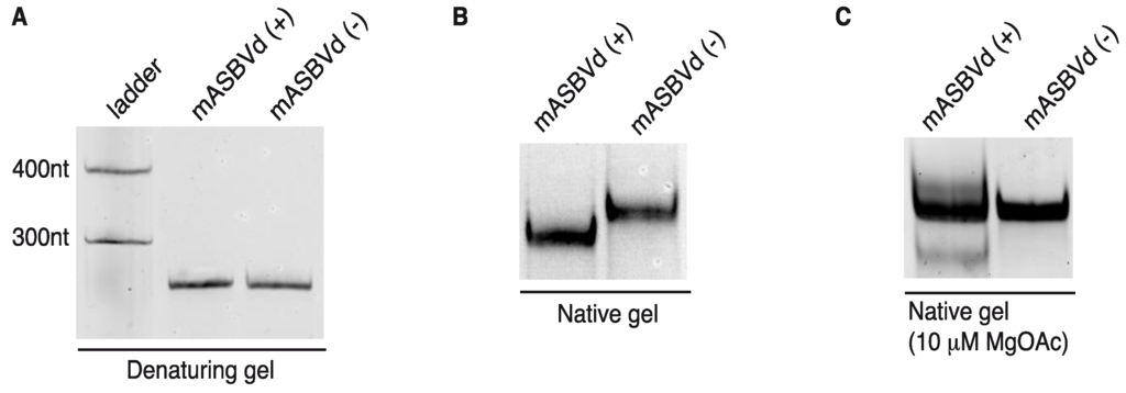 Viruses 06 00489 g003 1024