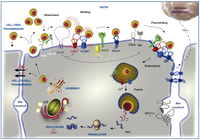 Viruses 06 00535 g001 200