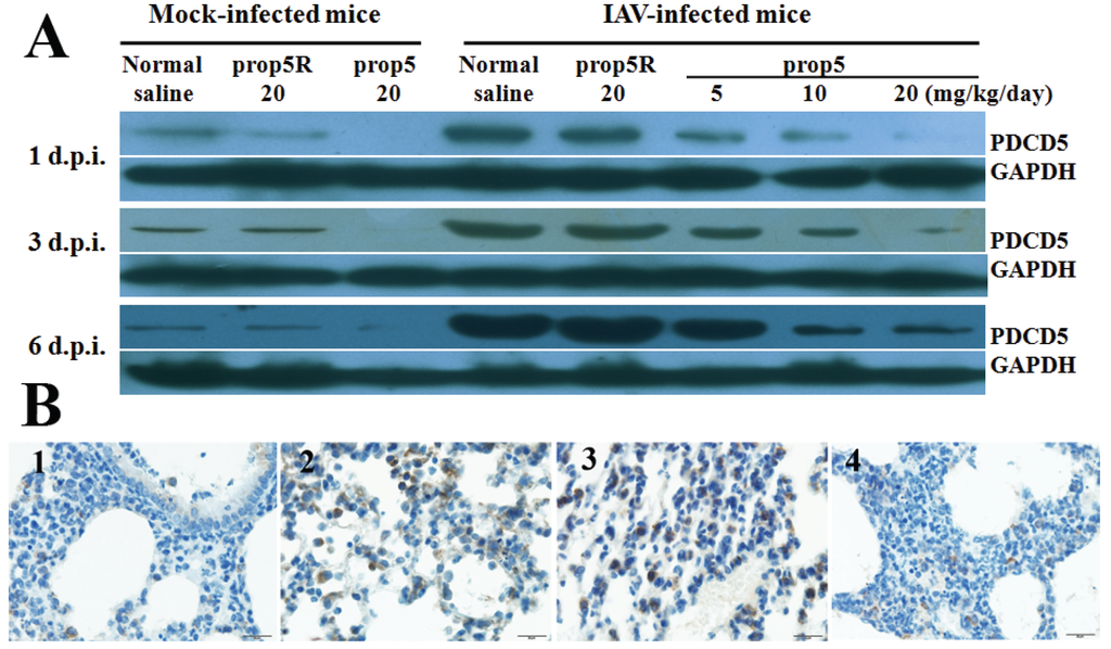 Viruses 06 00573 g002 1024