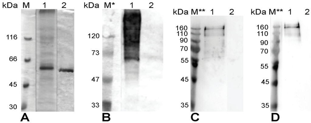 Viruses 06 00640 g002 1024