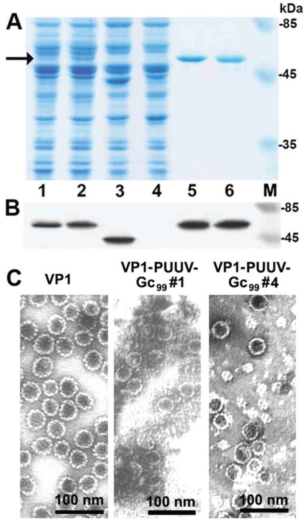 Viruses 06 00640 g003 1024