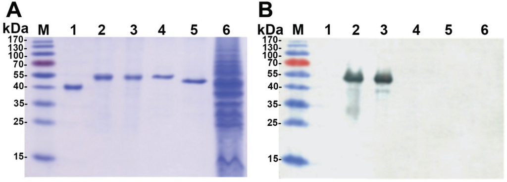Viruses 06 00640 g004 1024