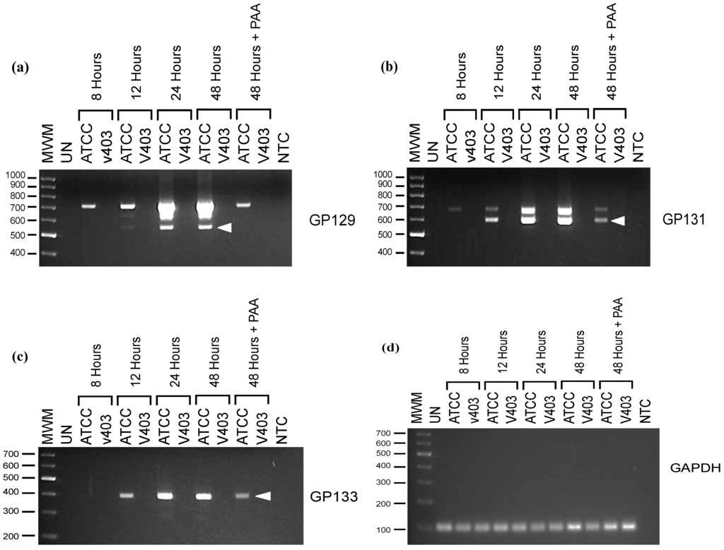 Viruses 06 00727 g001 1024