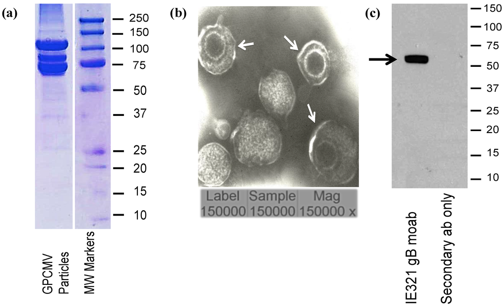 Viruses 06 00727 g002 1024