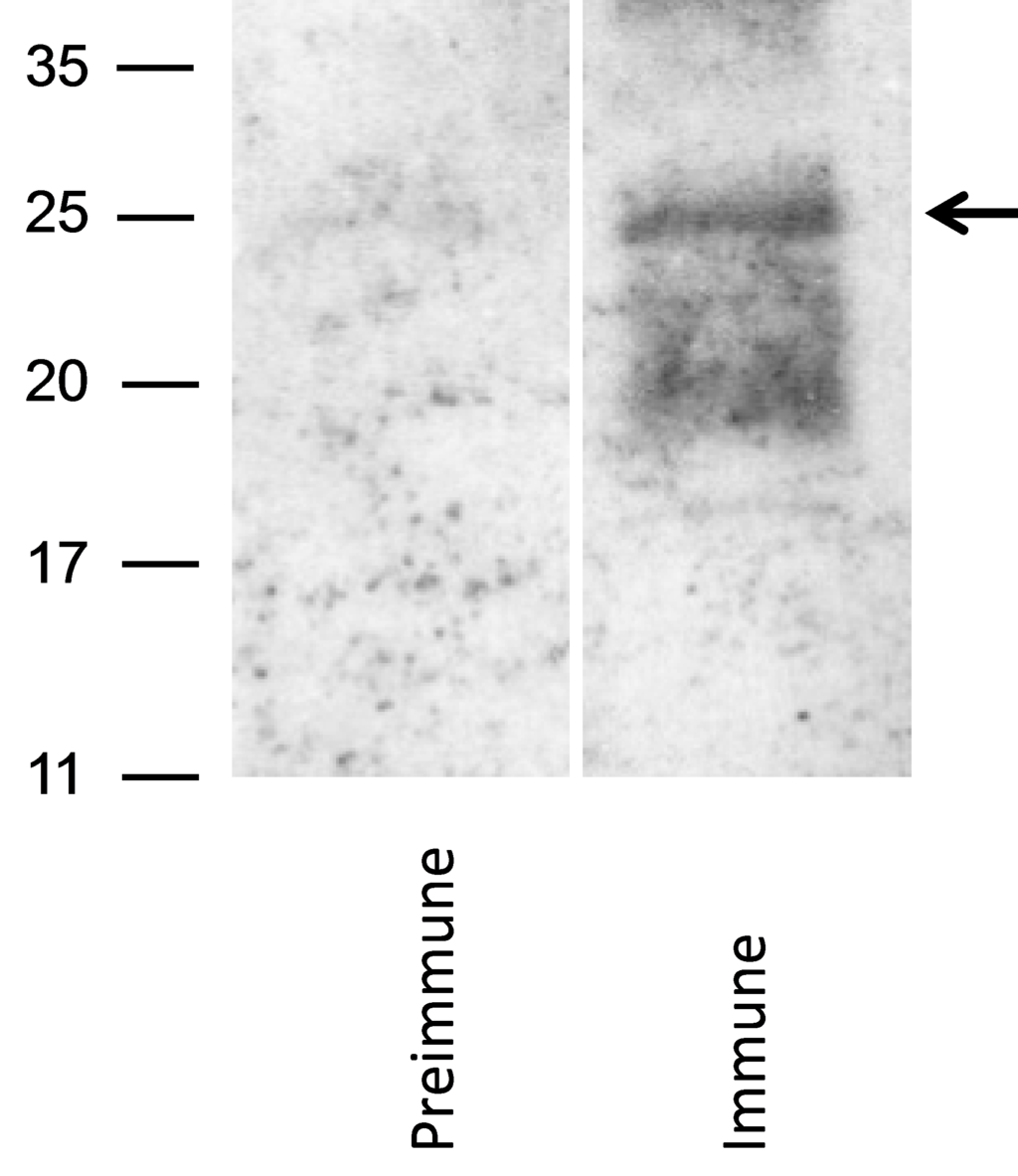 Viruses 06 00727 g004 1024