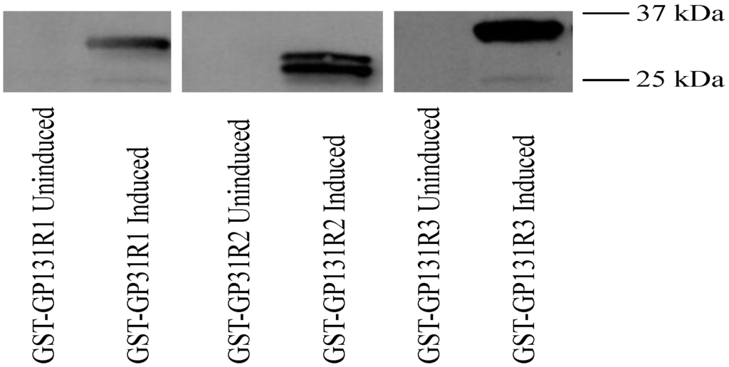 Viruses 06 00727 g007 1024