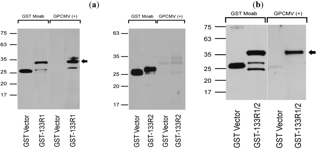 Viruses 06 00727 g008 1024