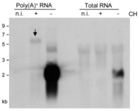 Viruses 06 00808 g002 200