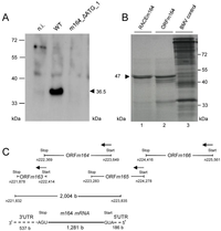 Viruses 06 00808 g004 200