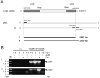 Viruses 06 00808 g005 200