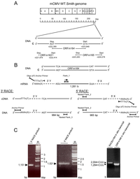 Viruses 06 00808 g007 200
