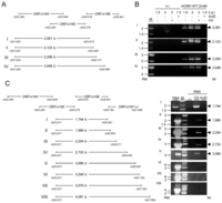 Viruses 06 00808 g008 200